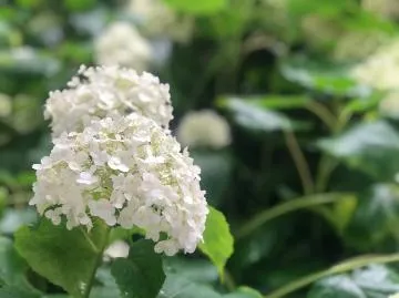 『梅雨の時期は…』の写メ画像｜GG キリ【6/30 17:31更新】